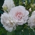 Грейт Ноф Истен Роуз (Great North Eastern Rose)