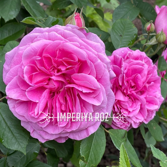 Гертруда Джекилл (Gertrude Jekyll)