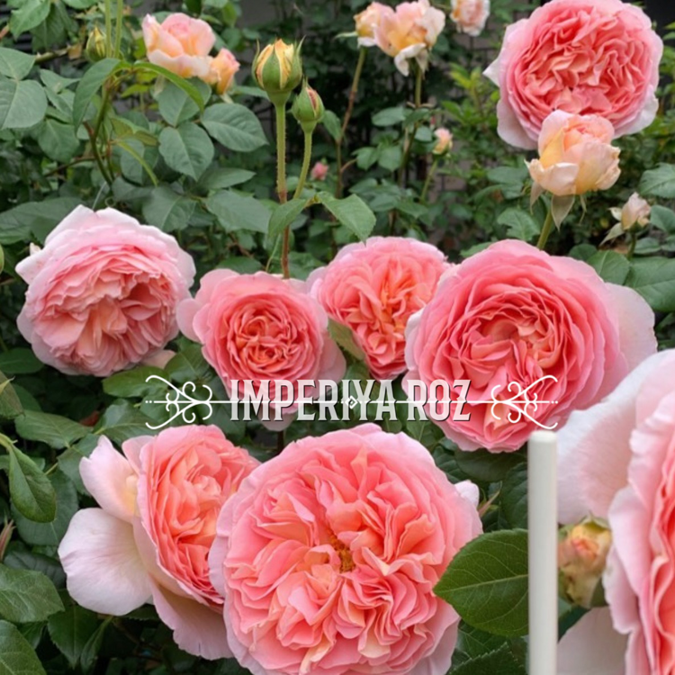 Абрахам Дерби (Abraham Darby)