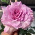 Лилак Роуз (Lilac Rose)